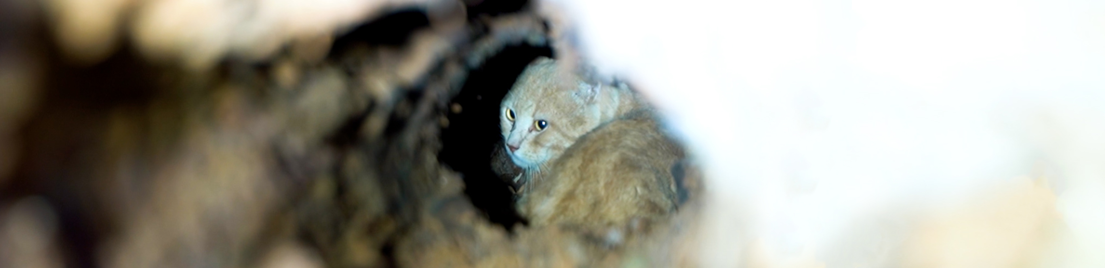 saturn the cat in log